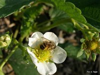 Murarka na truskawce